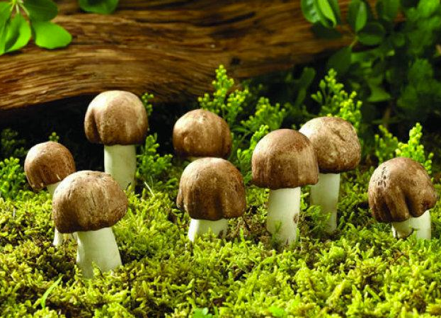 野生蘑菇要慎食，民間流傳下來的“辨別經(jīng)驗”并不靠譜