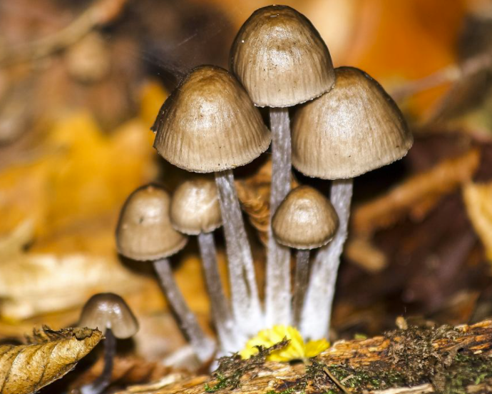 野生蘑菇要慎食，民間流傳下來的“辨別經(jīng)驗”并不靠譜