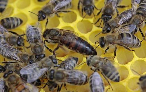 買一只蜂王就可以養(yǎng)蜂嗎(買一只蜂王怎么養(yǎng)) 買一只蜂王就可以養(yǎng)蜂嗎(買一只蜂王怎么養(yǎng))