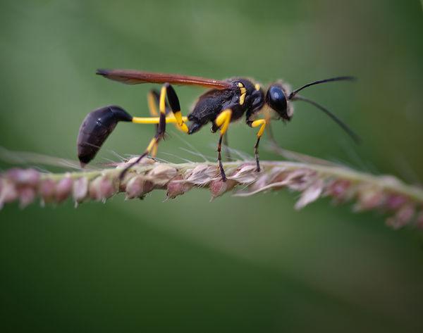 黑色細腰蜂有毒嗎(身體黑色的蜜蜂是什么蜂有沒有毒) 黑色細腰蜂有毒嗎(身體黑色的蜜蜂是什么蜂有沒有毒)