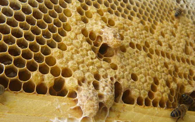 新手養蜂怎樣起王臺?(怎樣讓蜜蜂自己起王臺) 新手養蜂怎樣起王臺?(怎樣讓蜜蜂自己起王臺)