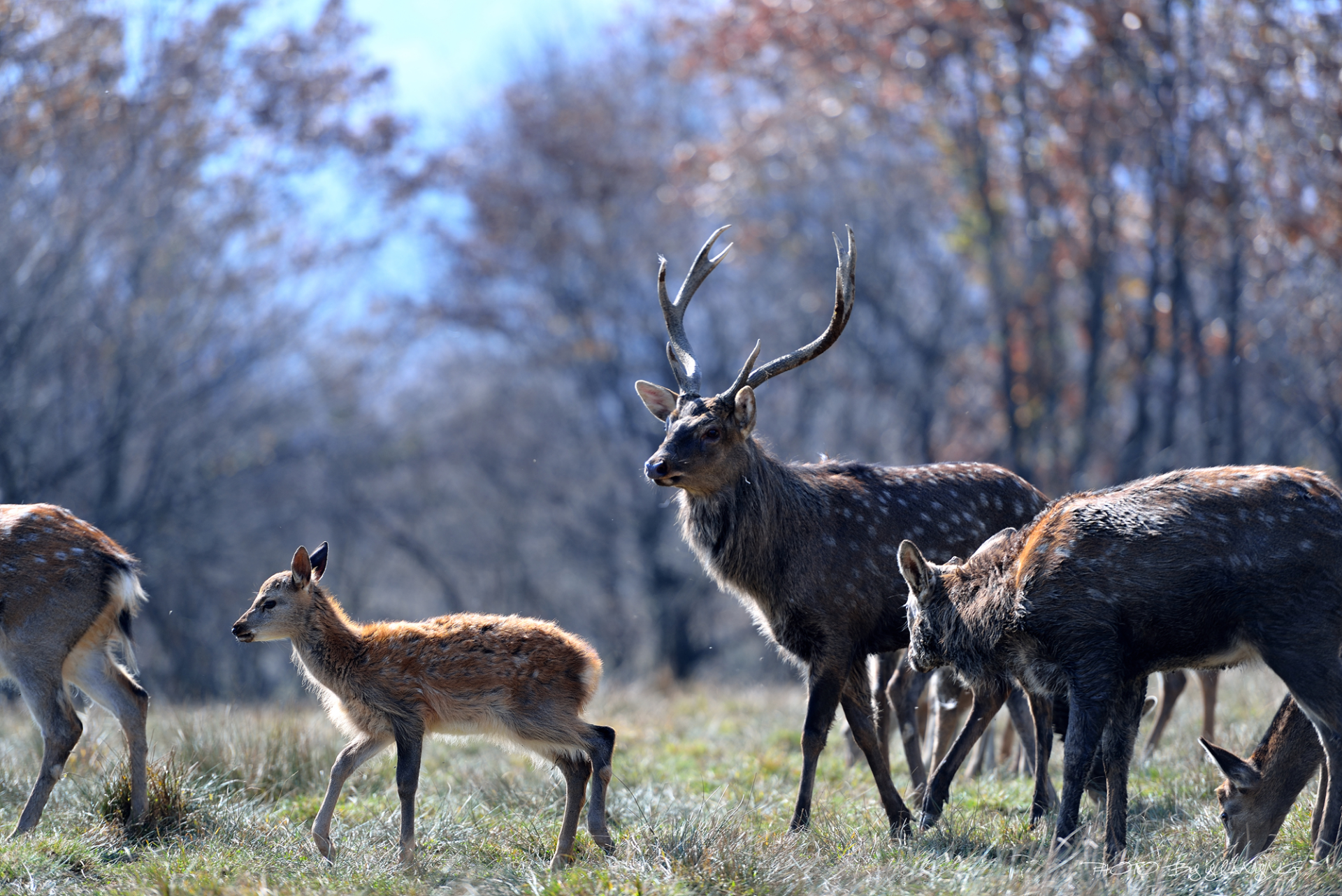 鹿角每年都會自然脫落,人類為何割鹿茸,鹿會感到疼嗎? 鹿角每年都會自然脫落,人類為何割鹿茸,而不是撿拾脫落的鹿角?
