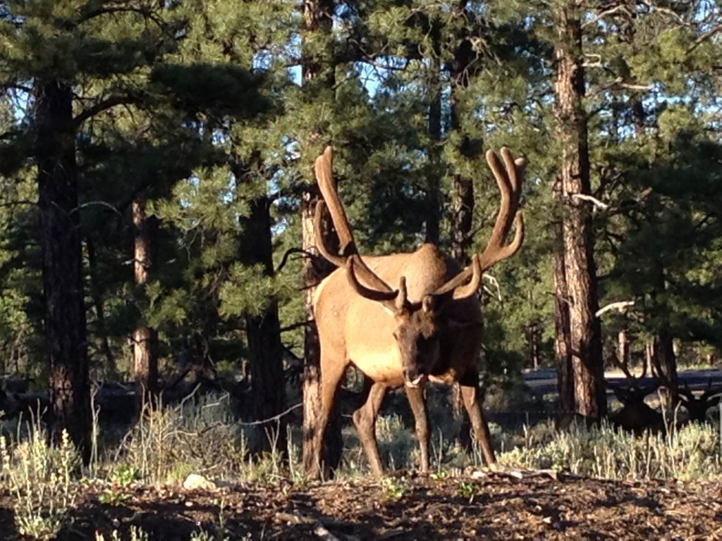 鹿角每年都會自然脫落,人類為何割鹿茸,鹿會感到疼嗎? 鹿角每年都會自然脫落,人類為何割鹿茸,而不是撿拾脫落的鹿角?
