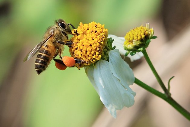 蜜蜂和螞蟻有什么區(qū)別(蜜蜂和螞蟻的對(duì)比) 蜜蜂和螞蟻有什么區(qū)別(蜜蜂和螞蟻的對(duì)比)