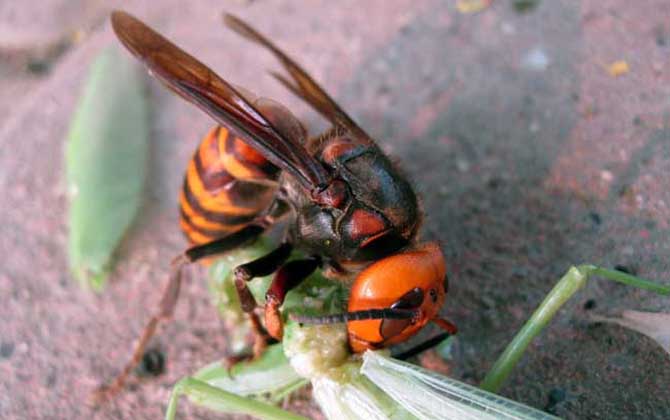 虎頭蜂蜂王與工蜂怎么區(qū)分（虎頭蜂怎么區(qū)分蜂王）