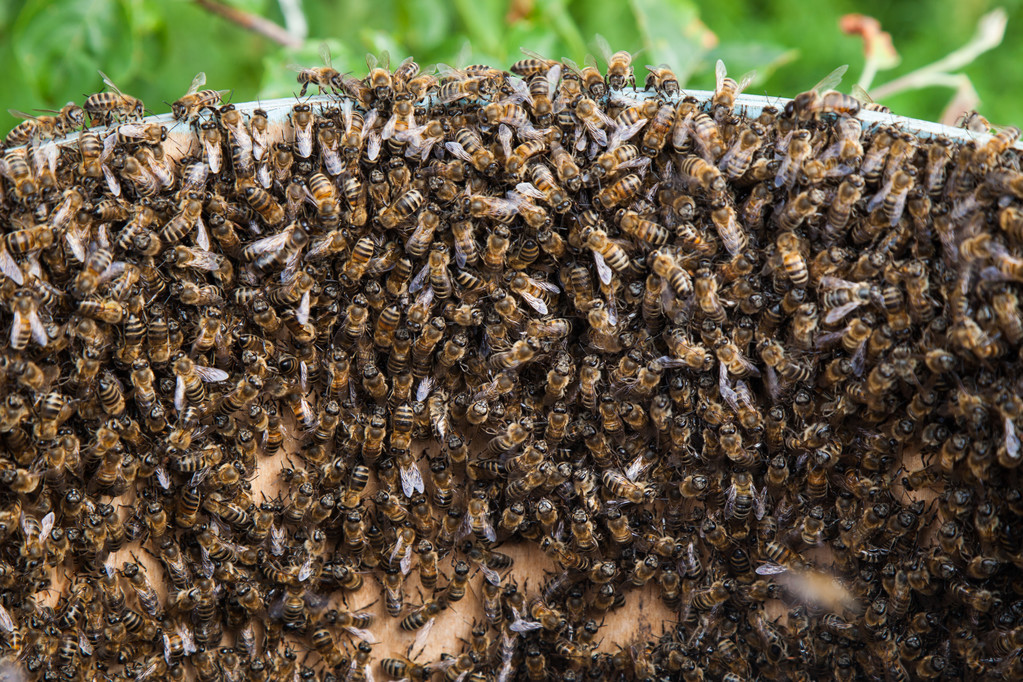 阿壩中蜂木桶養殖方法（一種讓桶養中蜂取得穩定高效益的方法）