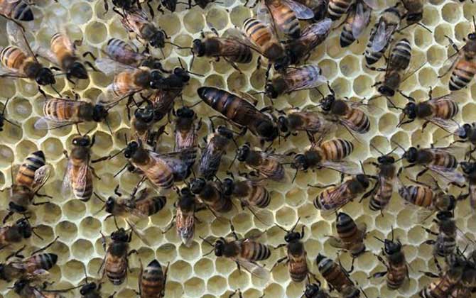 蜂王是蜜蜂的媽媽嗎(蜂王是公的還是母的) 蜂王是蜜蜂的媽媽嗎(蜂王是公的還是母的)