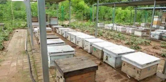 定地養(yǎng)蜂蜂場種哪些蜜源植物（種植蜜源植物定地養(yǎng)蜂模式介紹）