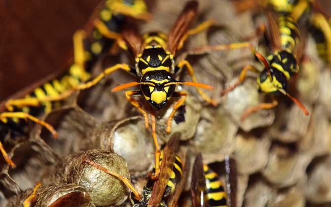 馬蜂蟄了幾個(gè)小時(shí)算安全