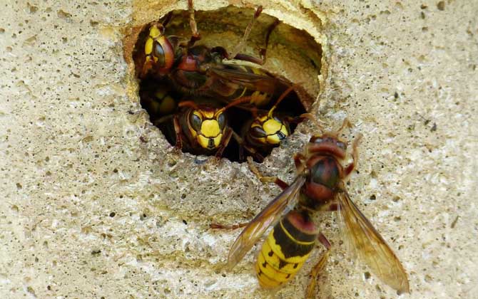 馬蜂蟄了幾個(gè)小時(shí)算安全