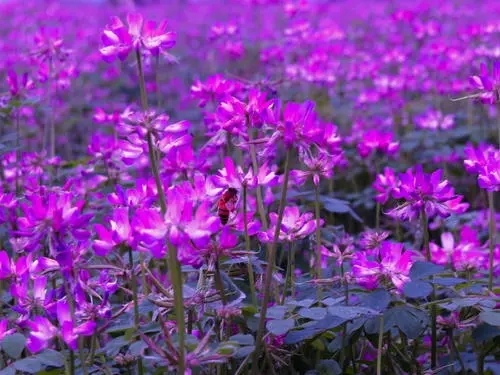 紫云英每畝用多少種子(紫云英種子價(jià)格) 紫云英每畝用多少種子(紫云英種子價(jià)格)