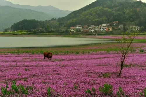 紫云英每畝用多少種子(紫云英種子價(jià)格) 紫云英每畝用多少種子(紫云英種子價(jià)格)
