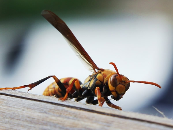 馬蜂蜇人后為什么會(huì)不死？被蜇了怎么辦？(附帶緊急處理方法)