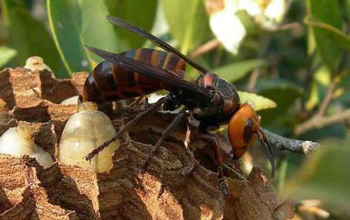 中國大虎頭蜂蟄人會怎么樣（被虎頭蜂蟄了要怎么處理）