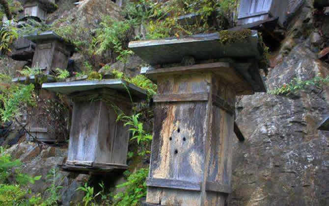 怎樣提高誘蜂箱的誘蜂力? 誘蜂箱