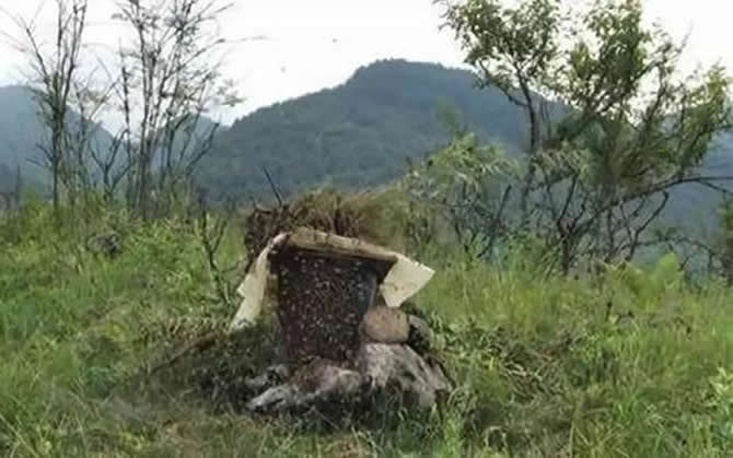 怎樣提高誘蜂箱的誘蜂力? 誘蜂箱