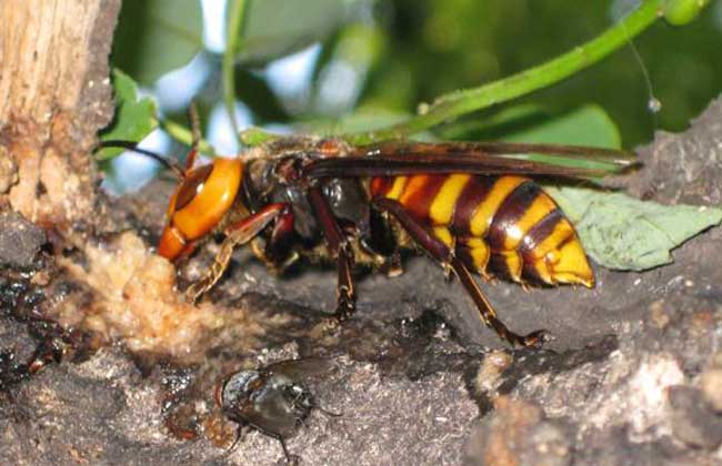 人工飼養胡蜂怎樣越冬(胡蜂如何越冬) 人工飼養胡蜂怎樣越冬(胡蜂如何越冬)