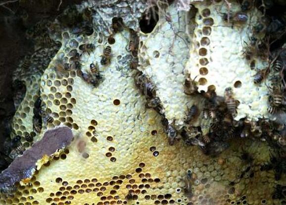 怎么利用購買的蜂王進行分蜂繁殖(怎么分蜂繁殖) 怎么利用購買的蜂王進行分蜂繁殖(怎么分蜂繁殖)