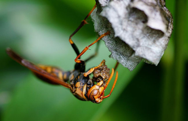 怎樣養殖胡蜂(胡蜂養殖技術) 怎樣養殖胡蜂(胡蜂養殖技術)