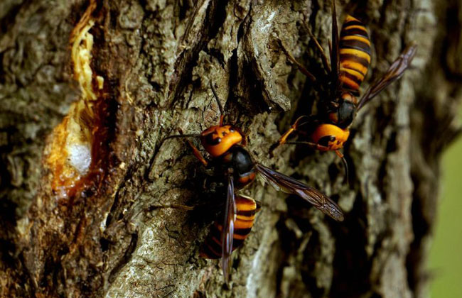 怎樣養殖胡蜂(胡蜂養殖技術) 怎樣養殖胡蜂(胡蜂養殖技術)