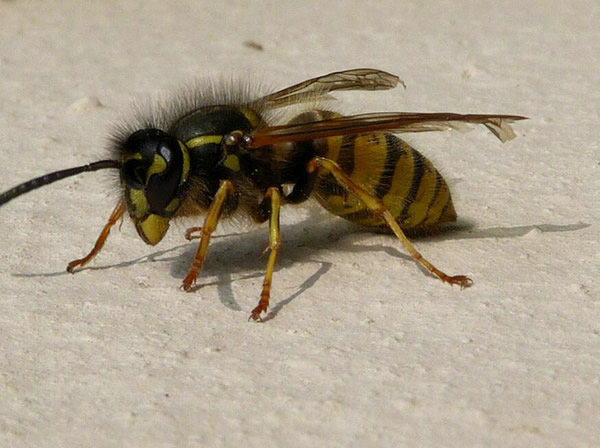 馬蜂的特征有哪些(馬蜂的外形特點(diǎn)和生活特征) 馬蜂的特征有哪些(馬蜂的外形特點(diǎn)和生活特征)