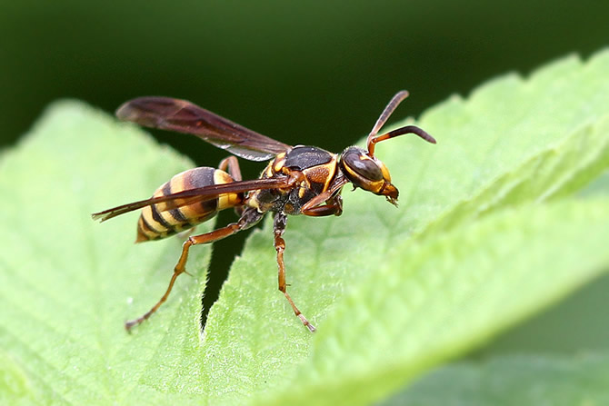馬蜂的特征有哪些(馬蜂的外形特點(diǎn)和生活特征) 馬蜂的特征有哪些(馬蜂的外形特點(diǎn)和生活特征)