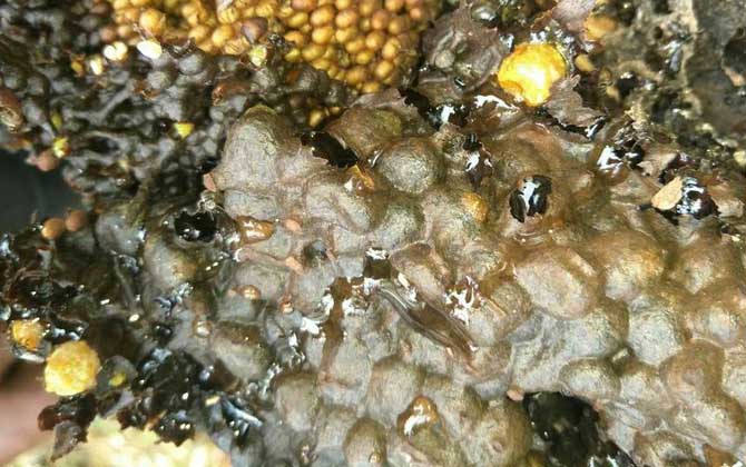 酸蜂蜜的營(yíng)養(yǎng)價(jià)值(酸蜂蜜的藥用價(jià)值) 酸蜂蜜的營(yíng)養(yǎng)價(jià)值(酸蜂蜜的藥用價(jià)值)