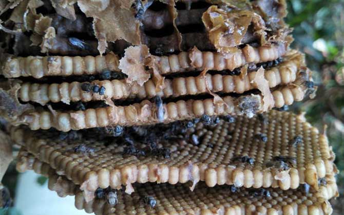 酸蜂蜜的營(yíng)養(yǎng)價(jià)值(酸蜂蜜的藥用價(jià)值) 酸蜂蜜的營(yíng)養(yǎng)價(jià)值(酸蜂蜜的藥用價(jià)值)