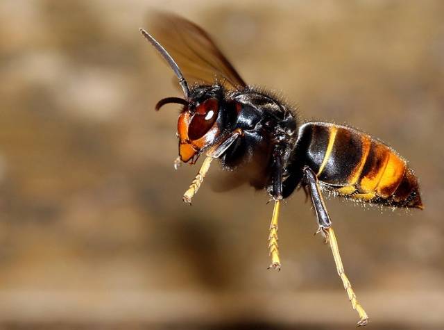 黃腳胡蜂是什么蜂(黃腳胡蜂的生活習(xí)性及特征) 黃腳胡蜂是什么蜂(黃腳胡蜂的生活習(xí)性及特征)