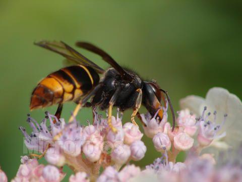 黃腳胡蜂是什么蜂(黃腳胡蜂的生活習(xí)性及特征) 黃腳胡蜂是什么蜂(黃腳胡蜂的生活習(xí)性及特征)