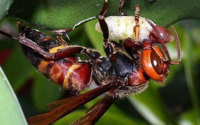 怎樣防止中國大虎頭蜂吃蜜蜂（虎頭蜂吃蜂蜜怎么解決）