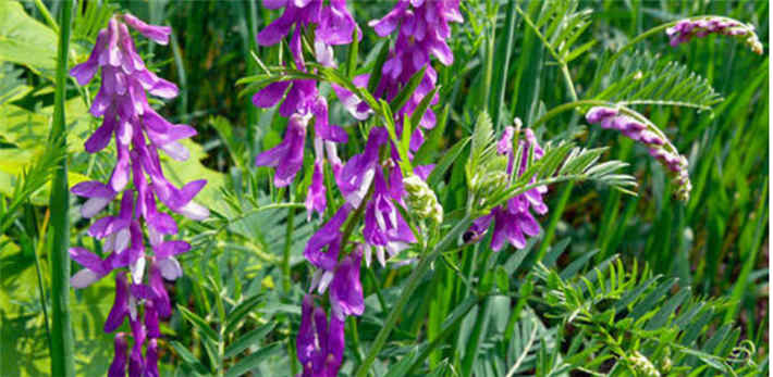 苕子是什么植物(苕子花要達到什么溫度流蜜) 苕子是什么植物(苕子花要達到什么溫度流蜜)