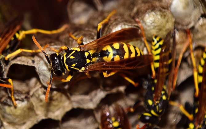 被黃蜂蟄到的多長時間內(nèi)是危險期