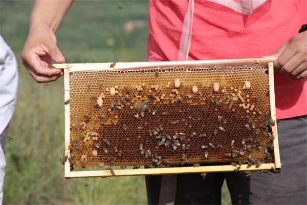 成熟封蜂蜜要多少天發酵(什么是成熟封蓋蜜) 成熟封蜂蜜要多少天發酵(什么是成熟封蓋蜜)