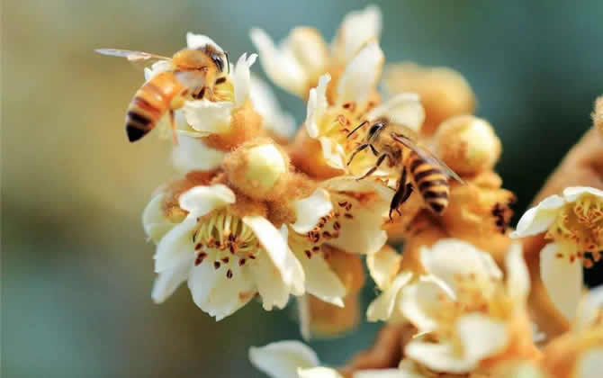 蜜蜂養(yǎng)殖要多少投資錢? 蜜蜂養(yǎng)殖