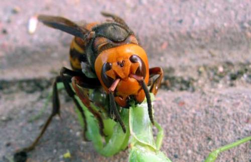 中國(guó)大虎頭蜂和日本大黃蜂的區(qū)別(中國(guó)大虎頭蜂和日本大黃蜂的對(duì)比) 中國(guó)大虎頭蜂和日本大黃蜂的區(qū)別(中國(guó)大虎頭蜂和日本大黃蜂的對(duì)比)