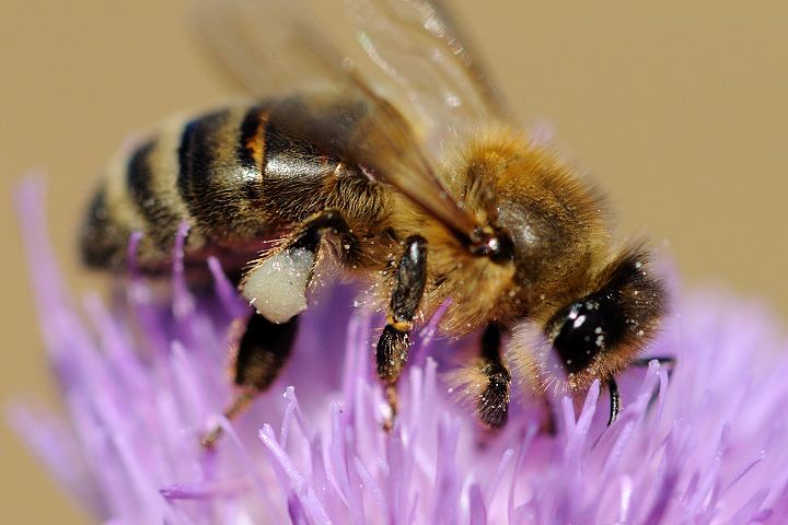 意大利蜜蜂怎樣育王? 意大利蜜蜂怎樣育王?