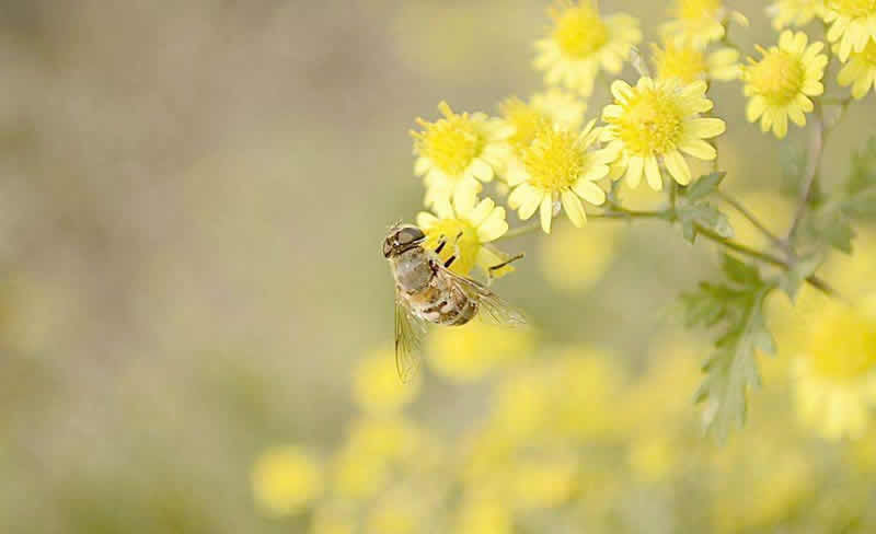 【蜜蜂養殖】2018年養蜜蜂能賺錢嗎? 2018年養蜜蜂能賺錢嗎?