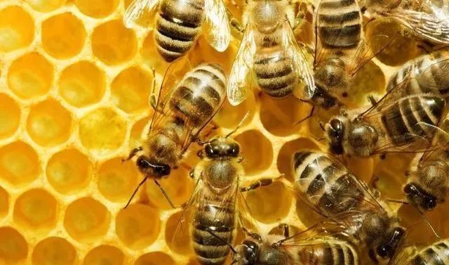 工蜂咬腿是什么情況(新蜂王產(chǎn)的卵總是被工蜂吃掉是怎么回事) 工蜂咬腿是什么情況(新蜂王產(chǎn)的卵總是被工蜂吃掉是怎么回事)