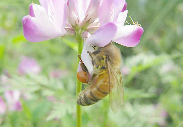 意蜂什么時候人工育王? 意蜂什么時候人工育王?