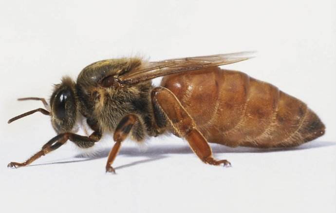 【蜜蜂養殖】蜂群沒有蜂王如何養好蜜蜂 蜂群沒有蜂王如何養好蜜蜂