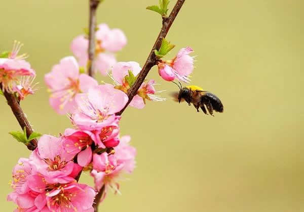 胡蜂蜂王死了的表現
