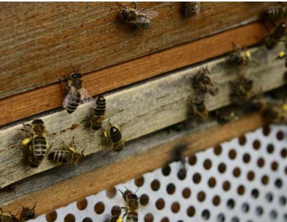 怎樣養蜂與分箱(養蜂注意事項) 怎樣養蜂與分箱(養蜂注意事項)
