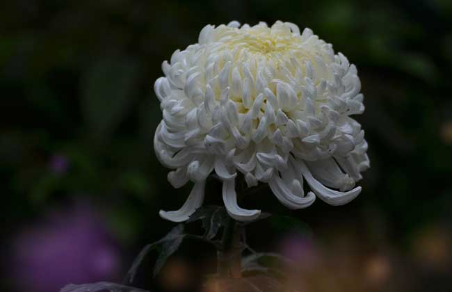 野菊花什么時候開花(野菊花什的開哈時間和泌蜜情況) 野菊花什么時候開花(野菊花什的開哈時間和泌蜜情況)