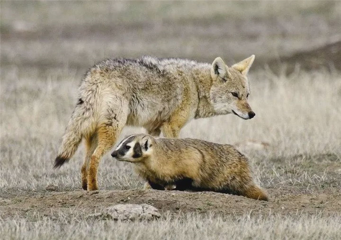 “狽”的原型不是豺,更不是狼獾,為何是狼群中的殘疾狼 長白山多次出現“狽”,最早記載于西漢,奔跑時前腿搭在狼身上