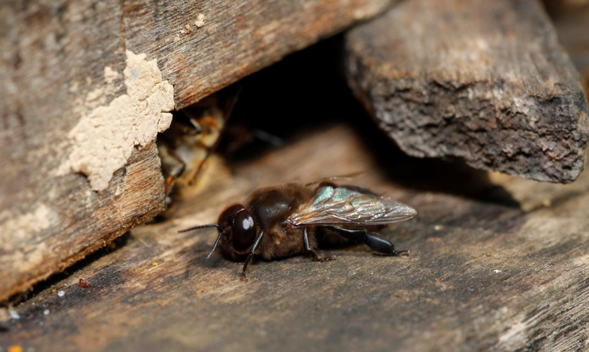 有王臺(tái)沒(méi)有雄蜂怎么辦(有王臺(tái)了什么時(shí)候分蜂) 有王臺(tái)沒(méi)有雄蜂怎么辦(有王臺(tái)了什么時(shí)候分蜂)