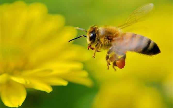 一箱蜜蜂一年產(chǎn)多少蜂蜜? 蜜蜂產(chǎn)蜜