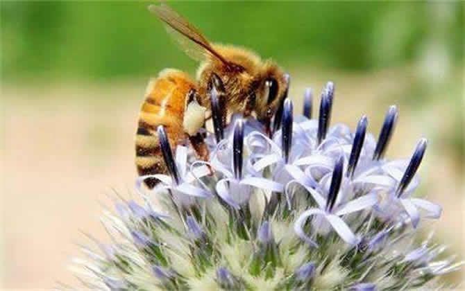 一箱蜜蜂一年產(chǎn)多少蜂蜜? 蜜蜂產(chǎn)蜜