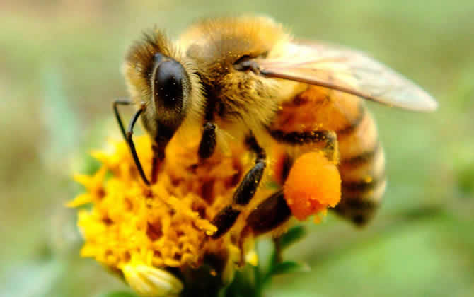 一箱蜜蜂一年產(chǎn)多少蜂蜜? 蜜蜂產(chǎn)蜜