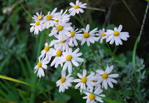 野菊花的流蜜條件與時(shí)間(野菊花的流蜜條件和開花時(shí)間及蜂蜜產(chǎn)量) 野菊花的流蜜條件與時(shí)間(野菊花的流蜜條件和開花時(shí)間及蜂蜜產(chǎn)量)
